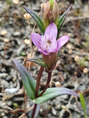 Gentianella uliginosa