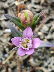 Gentianella uliginosa