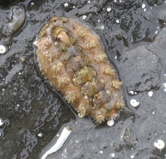 Acanthochitona crinita