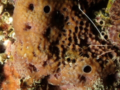 Irciniidae