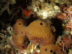 Irciniidae