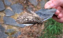Abantiades argentata