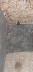 Rhinolophus hipposideros