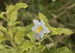 Solanum juvenale