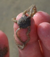 Acrocnida spatulispina