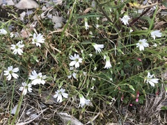 Cerastium morrisonense