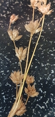 Juncus oxymeris