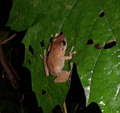 Pseudophilautus wynaadensis