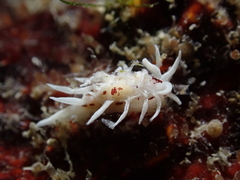 Okenia brunneomaculata