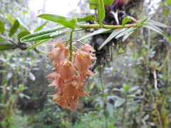 Epidendrum arevaloi