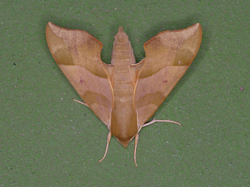 Photo of Virginia Creeper Sphinx (Darapsa myron)