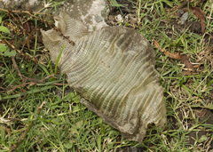 Salvator merianae