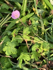Geranium caffrum