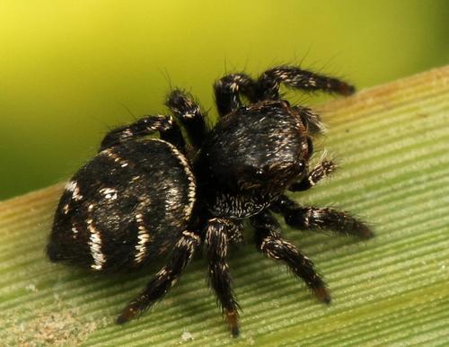 Baryphas Jumping Spider photo 3