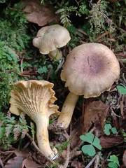 Cantharellus amethysteus