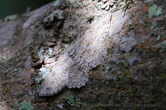 Pingasa abyssiniaria