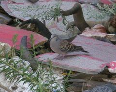 Streptopelia orientalis