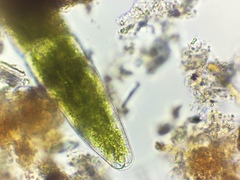 Tetmemorus brebissonii