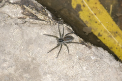 Diapontia uruguayensis