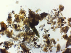 Tetmemorus brebissonii