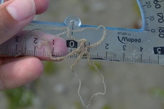 Acrocnida spatulispina