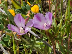 Clarkia purpurea