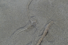 Acrocnida spatulispina