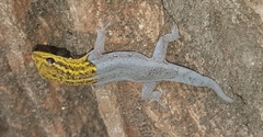 Lygodactylus picturatus