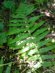 Dryopteris filix-mas