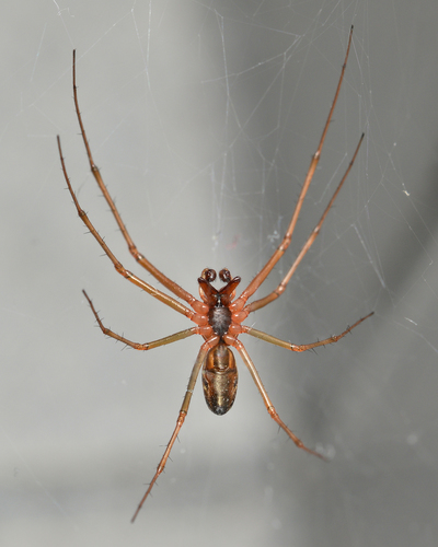 Sheetweb Spiders