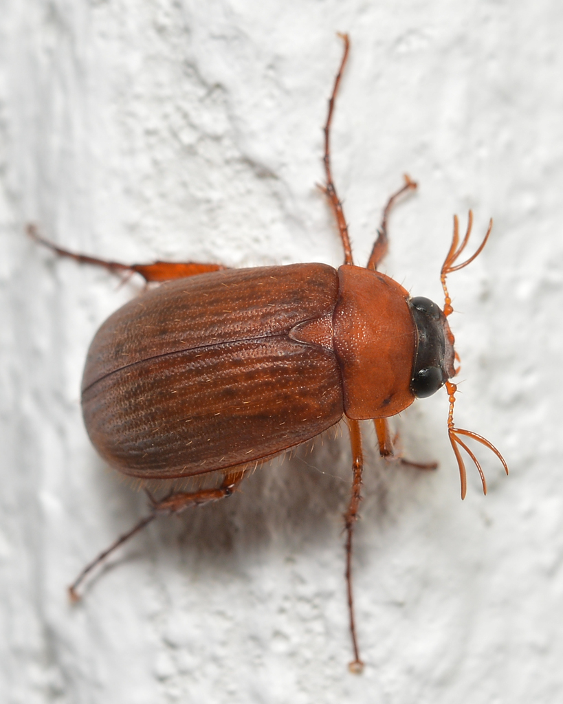 Brown Chafer from Bærum, Norway on July 17, 2021 at 01:41 AM by Ryan ...