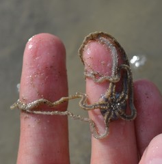 Acrocnida spatulispina