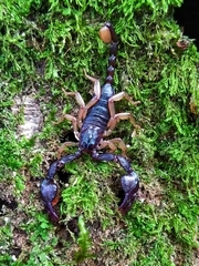 Euscorpius garganicus