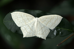 Acropteris illiturata