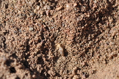Termitinae