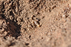 Termitinae