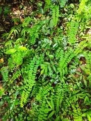 Adiantum philippense