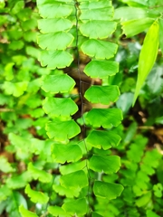 Adiantum philippense