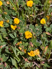 Acmispon wrangelianus