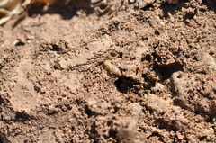 Termitinae