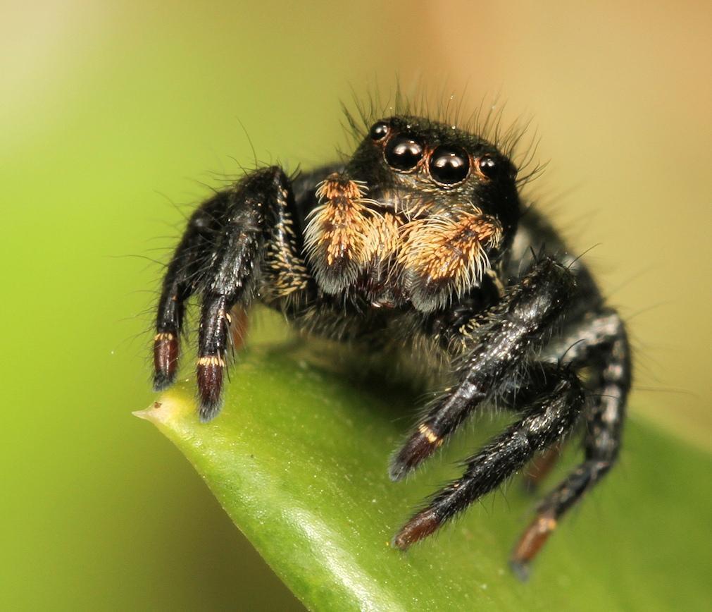 Baryphas Jumping Spider