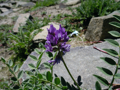 Astragalus