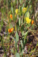 Rafnia capensis capensis