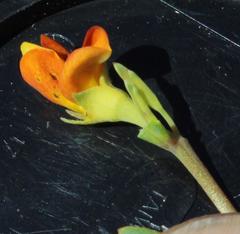 Rafnia capensis capensis