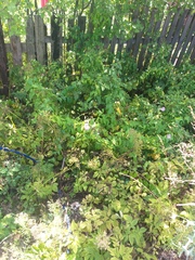 Calystegia sepium spectabilis