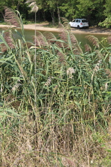 Phragmites australis altissimus