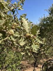 Quercus ithaburensis macrolepis