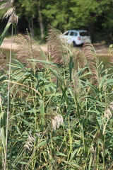 Phragmites australis altissimus