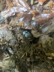 Abax parallelepipedus