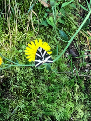 Euplagia quadripunctaria